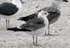 juvenile LBBG, ringed in the Netherlands.